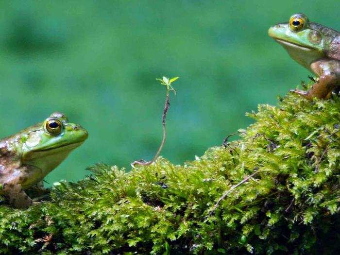 HONORABLE MENTION: Frogs, Sharon, Massachusetts, USA