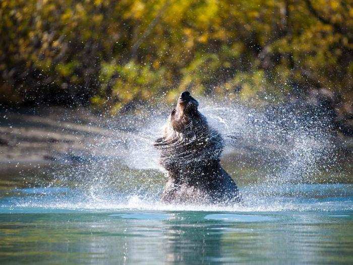 HONORABLE MENTION: Grizzly Bear, Lake Clark National Park, Alaska, USA