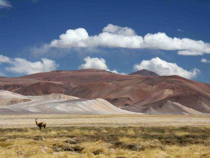 HONORABLE MENTION: Guanaco, Parque Nacional Nevado de Tres Cruces, Chile