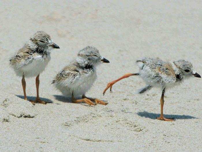 FINALIST: Piping Plover Babies, Cape May, New Jersey, USA