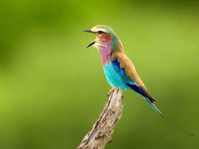 FINALIST: Lilac-breasted Roller, Samburu, Kenya