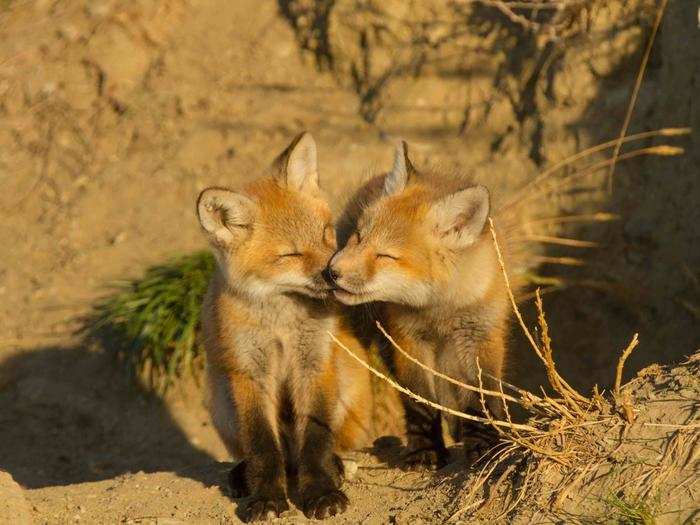 FINALIST: Fox Cubs, Augusta, Montana, USA