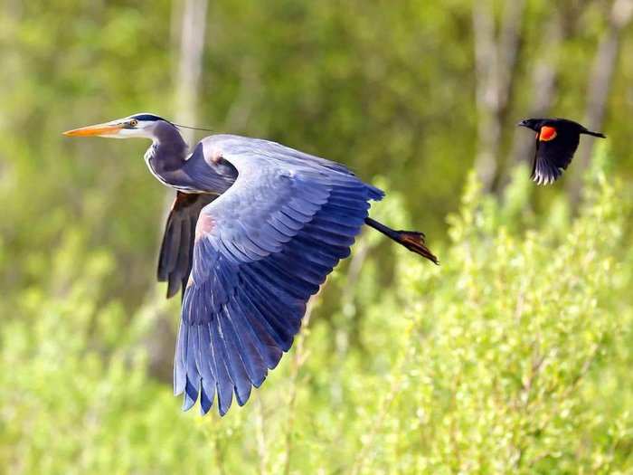 GRAND PRIZE: A blue heron and a red-winged black bird swoop over Burnaby Lake in British Columbia, Canada.