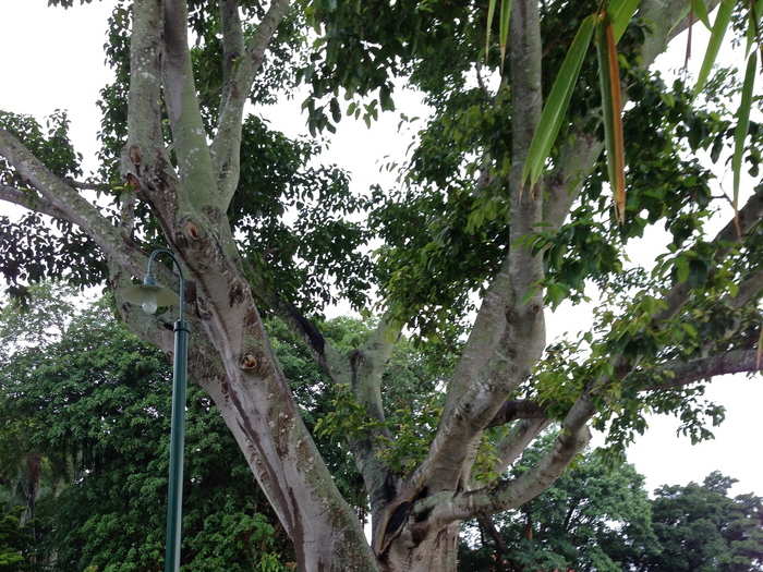 In 1925, Firestone gave Edison a 4-foot banyan tree, which produces a white milky sap that can be used to create rubber. The tree did not turn out to be the best producer of rubber, but continued to grow and is now around an acre in diameter.