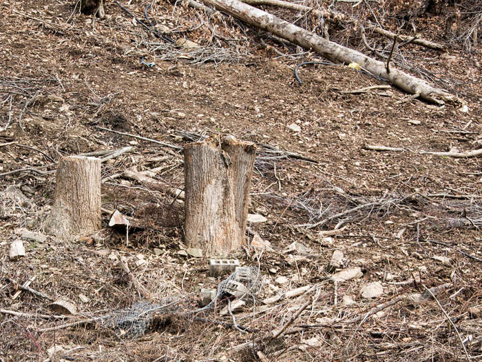 To get at the coal, first all the standing trees are removed. They