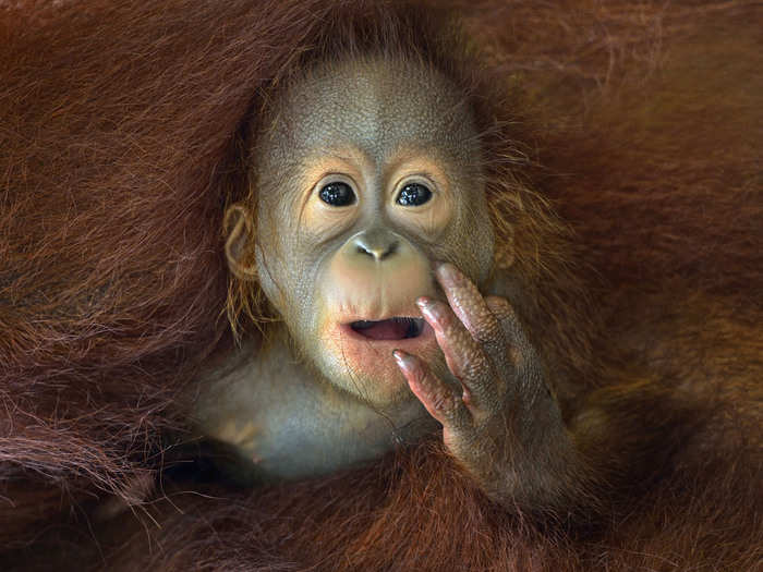 A baby orangutan peeks out from his mother