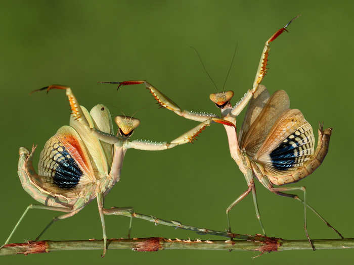 Two bugs in Cyprus face the camera in "Zeybeks," named for a popular Turkish dance.