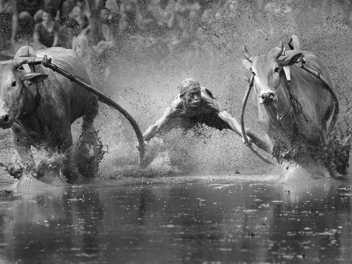 This group cow race in Padang, Indonesia is part of a festival called PacuJawi, which occurs after the rice harvest.