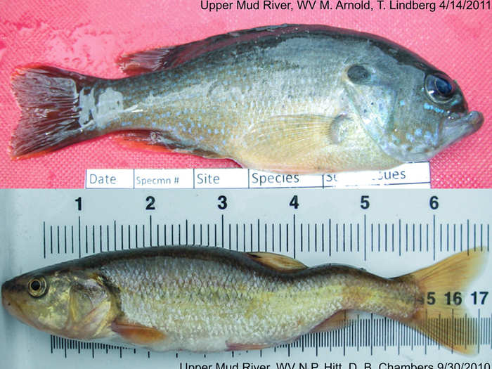 If genetic mutations in fish such as jaw deformities and S-shaped spines, typical of selenium toxicity, are any indication, then the coal representative may not have been far off.