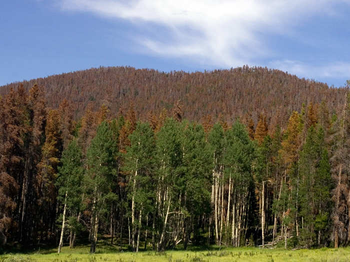 ROCKY NATIONAL PARK NOW: A hillside of dead pine trees killed by Mountain Pine Beetles shows the effects of warming temperatures in the mountain ranges. In the past, freezing temperatures reduced insect populations. The beetles are now able to survive the milder winters leading to devastating infestations.