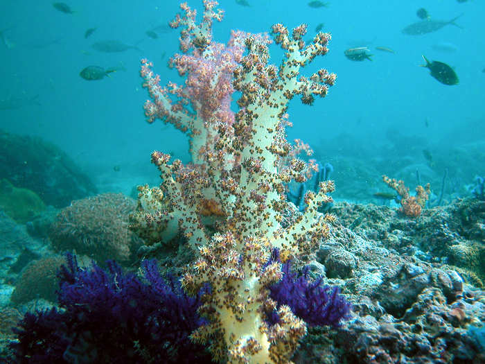 CORAL REEFS BEFORE: Corals seen in Dibba, located on the east coast of the northern Emirates, are healthy and teeming with fish in 2004.