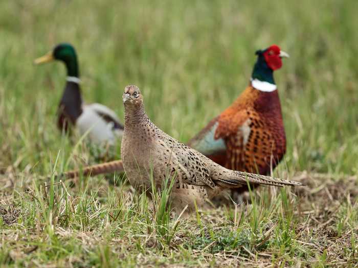 Hunting is a big part of North Dakota