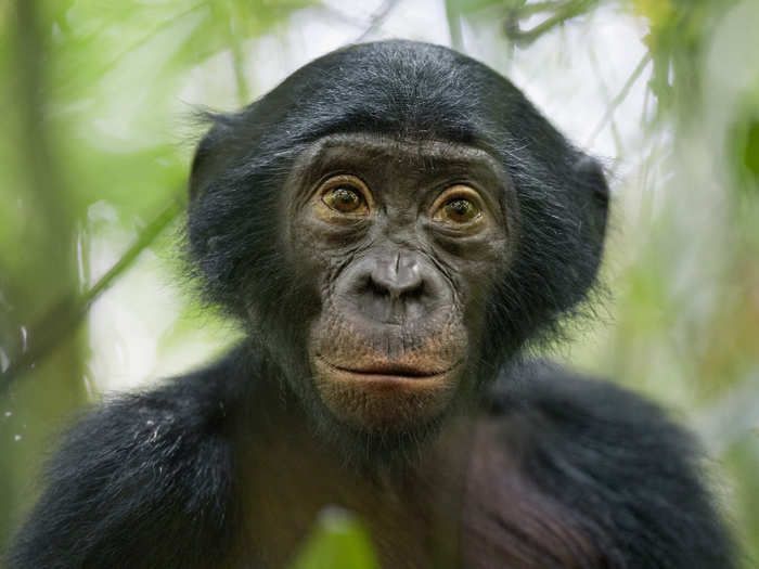 This five-year-old wild bonobo was exceptionally curious in the Democratic Republic of Congo.