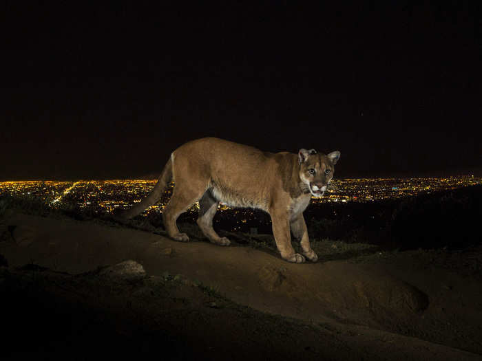 A cougar walking a trail in Los Angeles