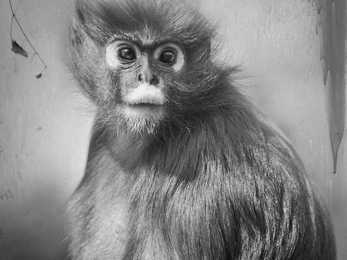 The Spectacled Langur are leaf-eating monkeys native to Thailand and the Malay Peninsula.