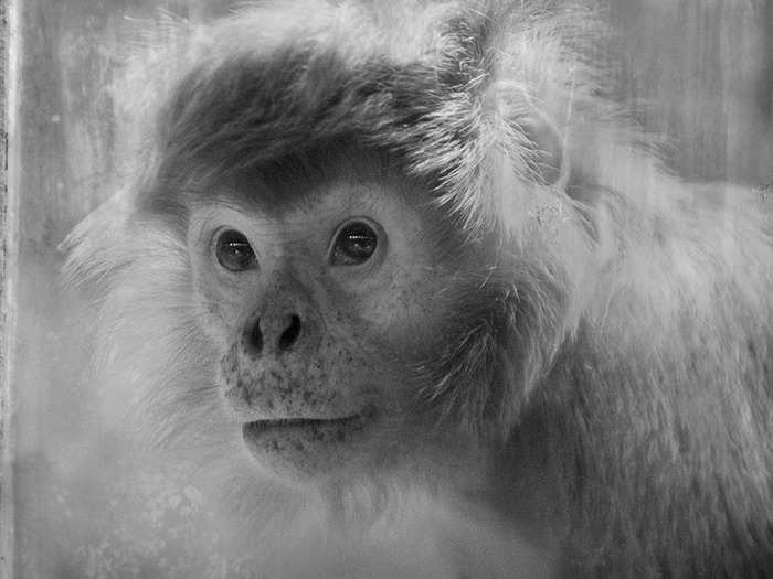 The Javan lutung also communicates through visual cues, touch, and "alarm calls." This type of primate is relatively small.