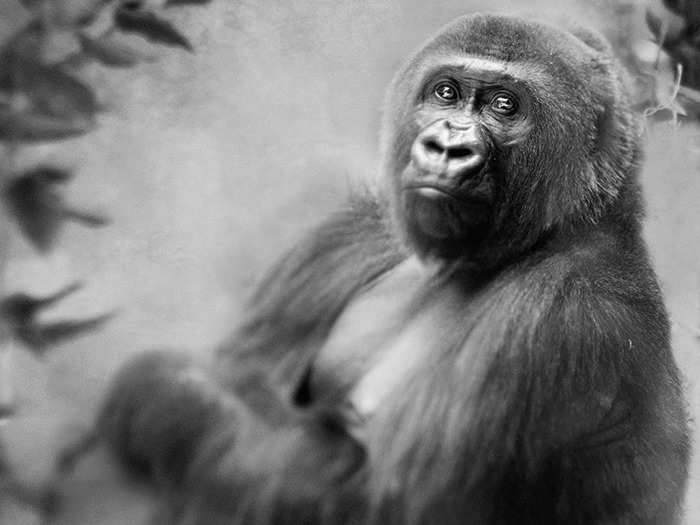 For larger animals, like this gorilla, the habitats can be constricting.