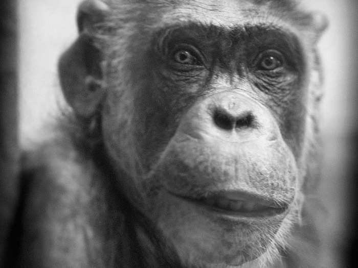 Members of the Great Apes family experience great empathy and bonds of attachment to their families. Chimpanzees can understand the emotions in events shown on video.