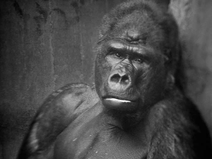 Some gorillas have been observed expressing sad vocalizations after the death of family members.