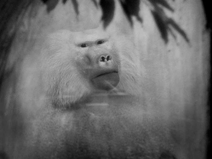 In each of the photos, Berry is usually the only person at the zoo. The primates, like this baboon, interact directly with her.