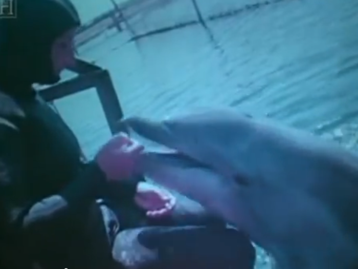 The dolphins were allegedly put in isolation tanks, which is terrible for these social animals because they don