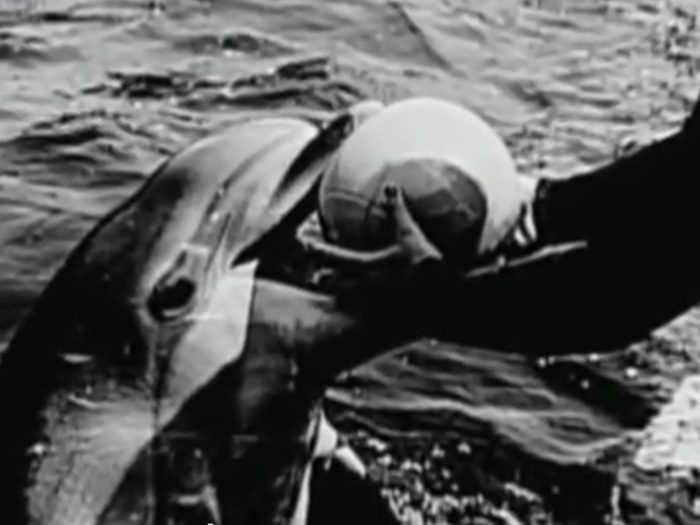 "I could take a wild animal and turn it into a good military animal in three or four months," military dolphin trainer Victor Grigoriev said in a History Channel program about the military dolphins.