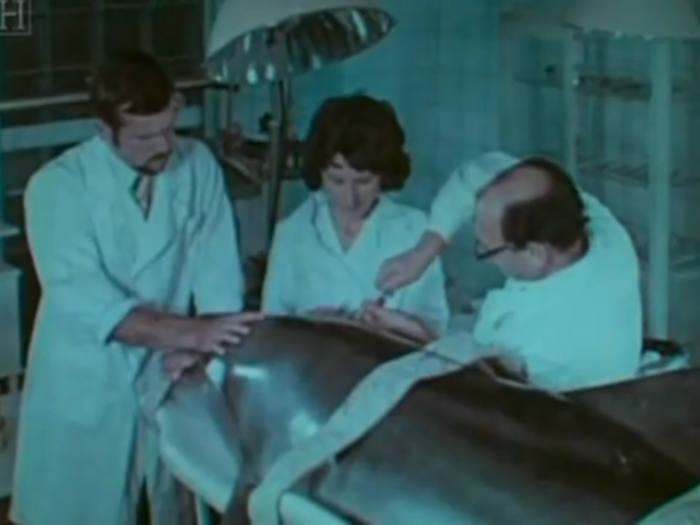 They even tried to control the dolphins using electrodes in their brains — through trial and error the Soviets discovered that the animals usually died. "There