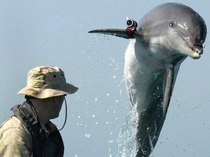 The dolphin program made the news again in 2012 when Ukraine announced they would be revamping the program. According to RIA, ten dolphins were once again being trained to attack enemy combat swimmers. "We are now planning training exercises for counter-combat swimmer tasks in order to defend ships in port and on raids," an anonymous source said in the article.