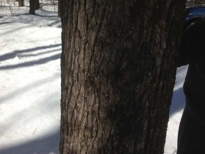 Sugar maples are best, because their sap has the highest sugar-to-water ratio. But you can tap reds, blacks, and other kinds of maples, too. Just don