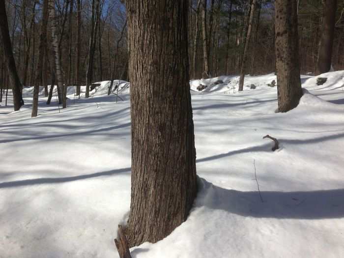 The time of year you tap the trees, by the way, depends on where you are. You need warm days (above freezing) and cold nights. In Connecticut and similar latitudes, sugaring season usually starts in late February. In Vermont, it