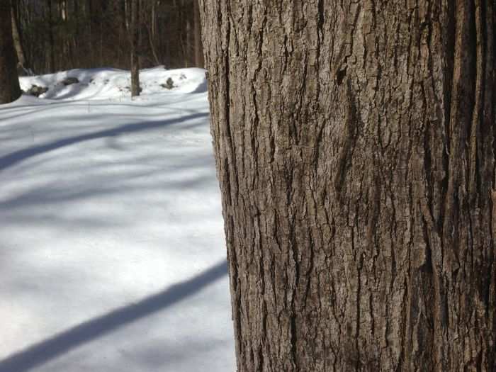 You want big, thick, healthy trees, at least 12-inches in diameter.