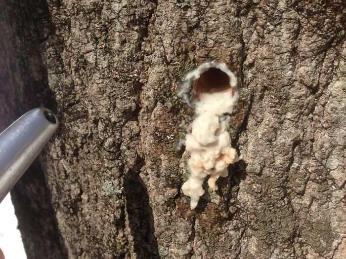 The day we tapped our trees, in late February, the sap had just started running. So once we had our hole, we hurried to slip in the tap.