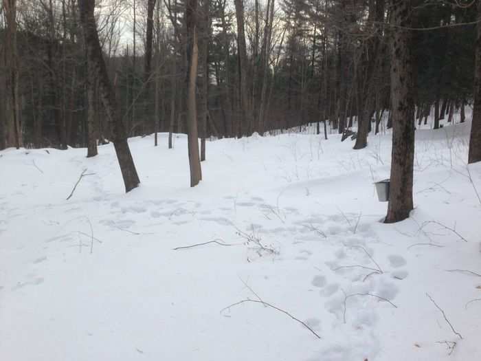 One of our neighbors taps 140. Another neighbor, the town Selectman, who sells syrup, taps 600.