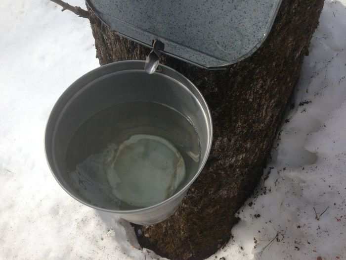 But no worries! Frozen sap makes good syrup, too. At least it does for us.