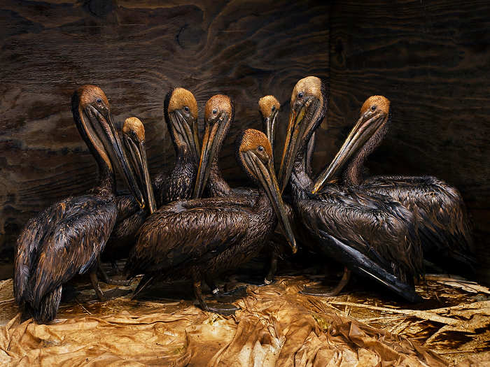 Beltra says it was impossible to get access to dead animals, of which there were many. "Every carcass was recovered and quickly put into locked freezers — for the coming lawsuit they told us," Beltra says. After weeks of trying, Beltra finally got access to an animal cleanup facility for one hour. They showed him these birds.