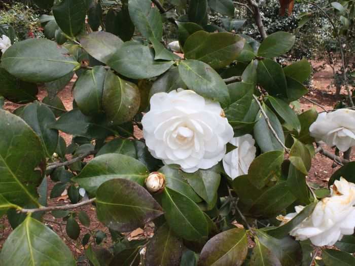 There are beautiful, blooming flowers off to the sides of the course.