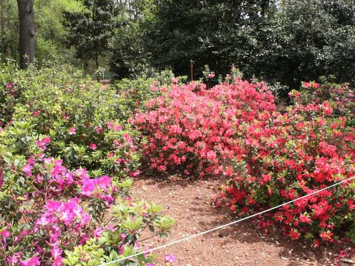 Augusta National puts ice on the roots of the flowers to make sure they don