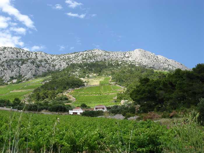 Wine is produced in almost every region of Croatia. Zicasso