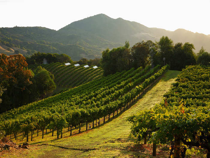 And acres upon acres of vineyards growing olives and grapes.