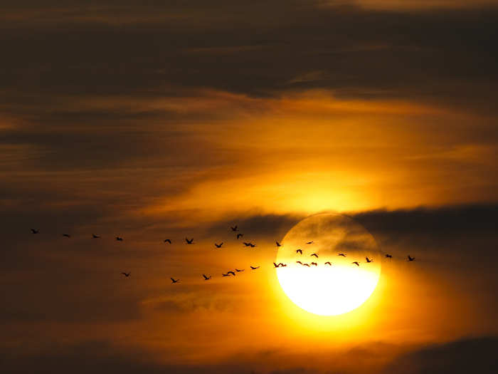 Migrating common cranes fly to their night roost at sunset north of Berlin.