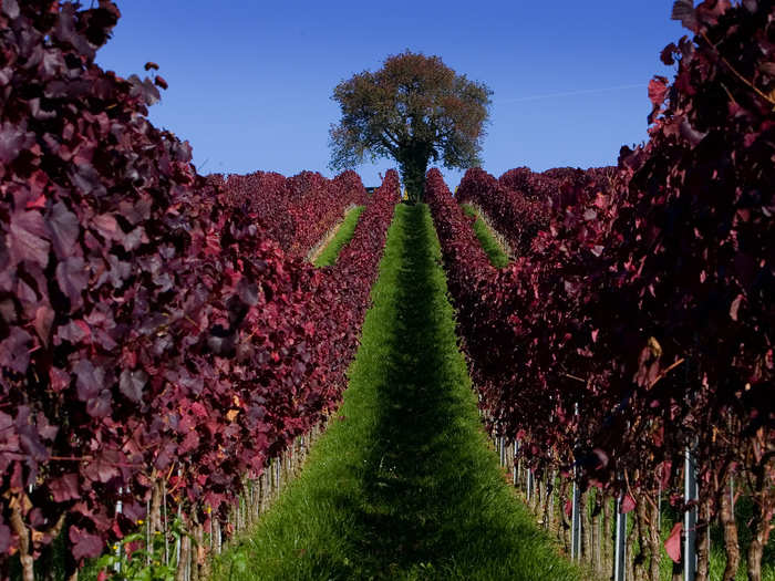 Leaves are colored red in a vineyard during a sunny autumn day near Ueberlingen in Germany.