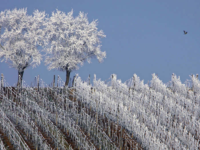 Frosted trees are seen in the middle of vineyards in the Alsace region countryside near Strasbourg, France.