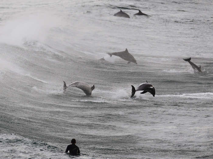 A surfer watches a group of dolphins leap in the waters of Bondi Beach in Sydney.