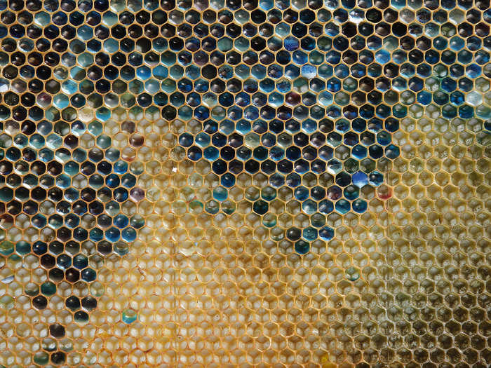 A bluish colored honeycomb from a beehive is seen in eastern France. The unnatural shades were believed to be caused by residue from containers of M&M