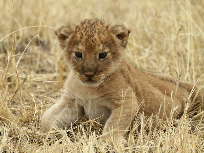 A lion cub rests at Tanzania