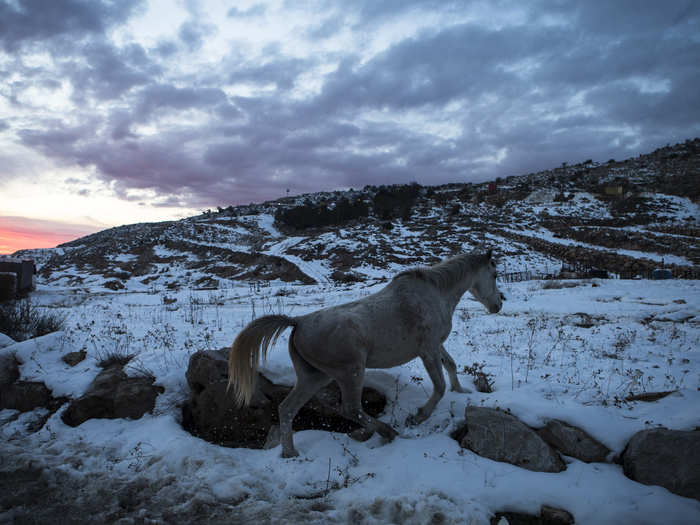 A horse walks in the snow at the base of Mount Hermon in the Golan Heights near the Israel-Syria border.