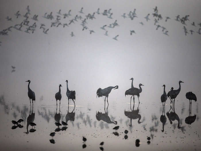 A flock of migrating cranes is seen at the Hula Lake Ornithology and Nature Park in northern Israel.