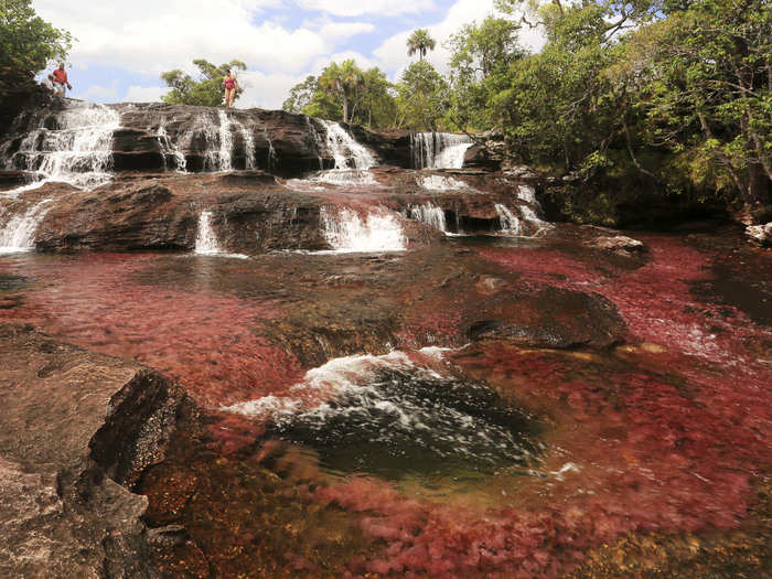 Eco-tourists walk through part of the Cano Cristales in Colombia