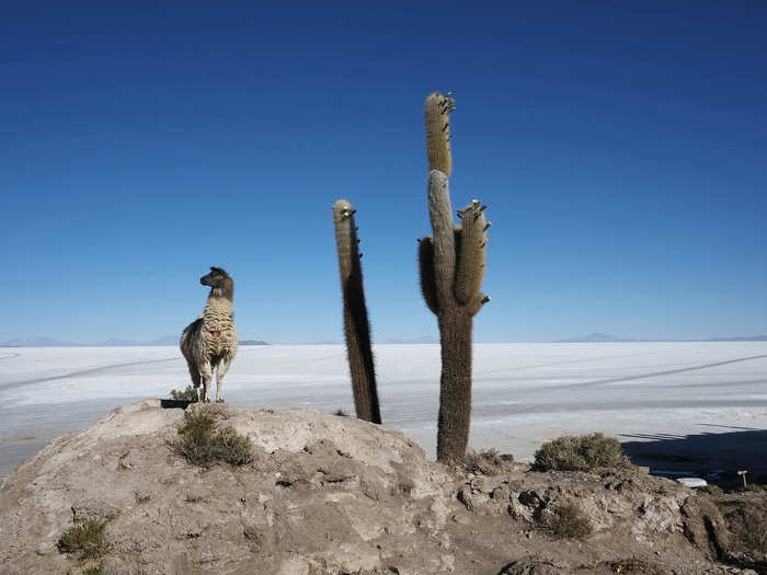 A llama stands next to a cactus growing on Incahuasi Island above the Uyuni salt lake, which holds the world