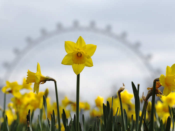 Daffodils are pictured with the London Eye behind them.